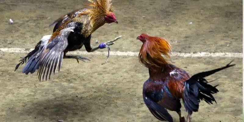 Lịch sử và nguồn gốc của đá gà