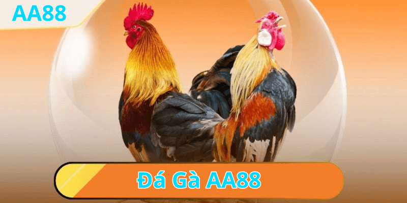 Cách Chơi Đá Gà AA88 Chi Tiết