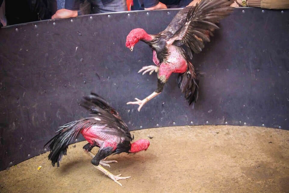 Chiến lược và kinh nghiệm chơi đá gà hiệu quả
