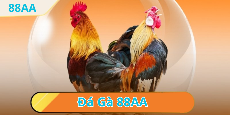Xem trực tiếp đá gà thomo tại nhà cái 88aa