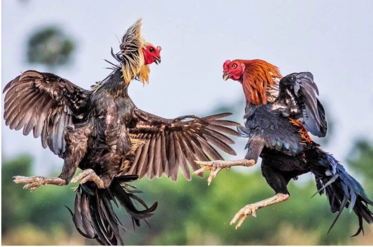 Nhà cái 88aa - Điểm đến lý tưởng cho dân chơi đá gà