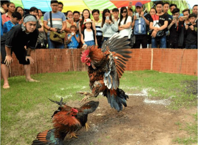 Lợi Ích Của Việc Đá Gà Trực Tiếp Tại Nhà Cái 88aa