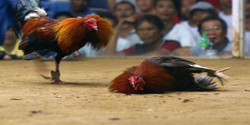 Chơi đá gà ăn tiền thật tại nhà cái 88aa