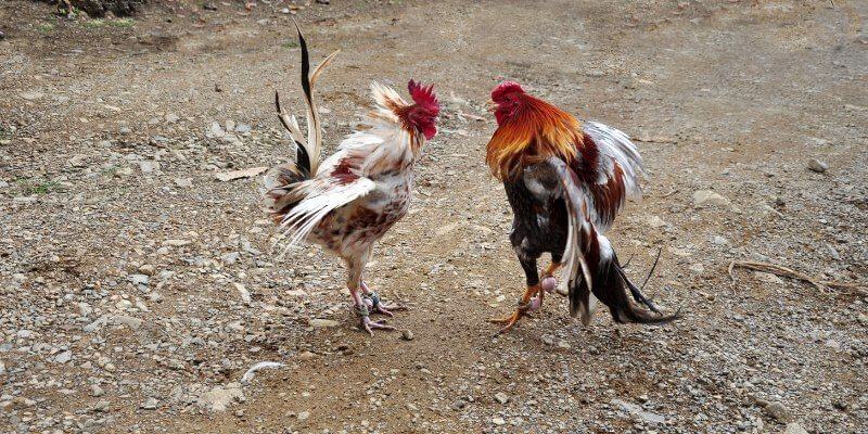 Lịch sử và phát triển của đá gà tại Việt Nam
