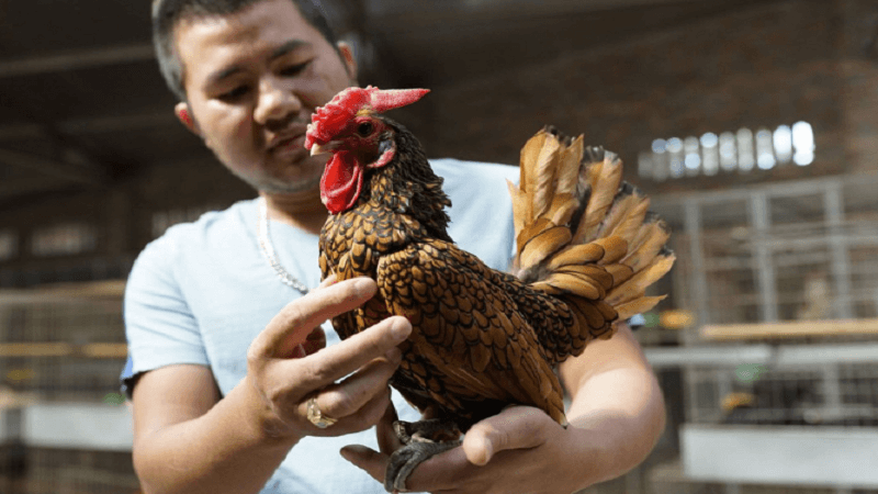 Chiến thuật và mẹo chơi đá gà hiệu quả