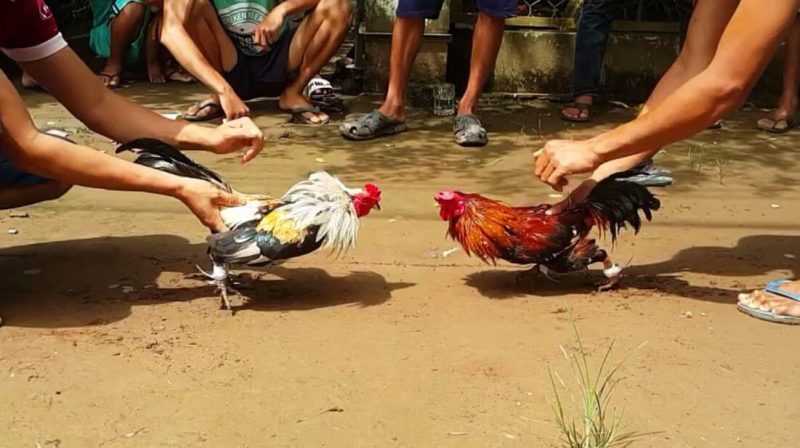 Nhà cái 88AA - Địa chỉ tin cậy cho cược đá gà cựa dao